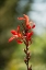 Picture of RED BLOOM