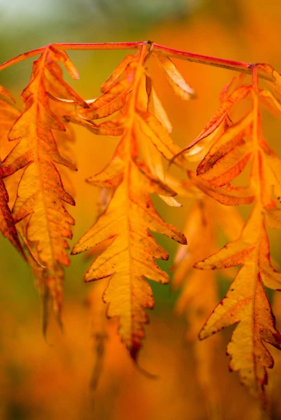 Picture of FALL LEAVES I