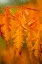 Picture of FALL LEAVES I