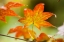 Picture of FALL LEAVES III