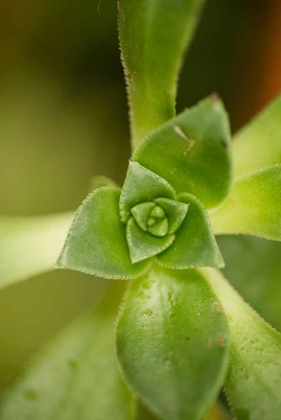 Picture of SUCCULENT DETAIL I