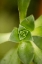 Picture of SUCCULENT DETAIL I