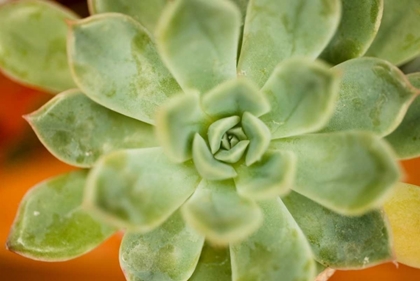 Picture of MACRO SUCCULENT I