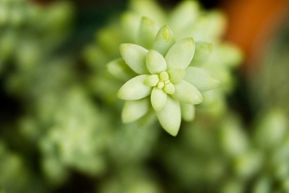 Picture of MACRO SUCCULENT II