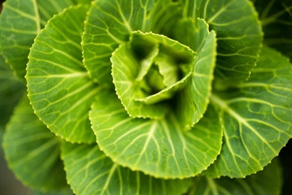 Picture of CABBAGE DETAIL