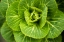 Picture of CABBAGE DETAIL