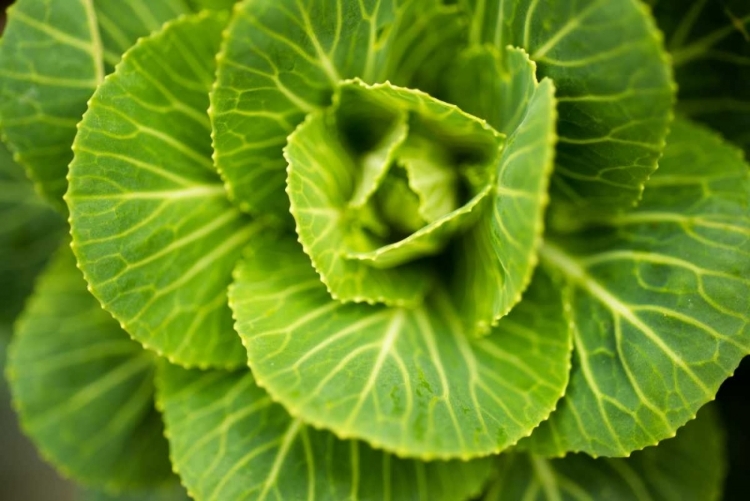 Picture of CABBAGE DETAIL