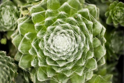 Picture of ARACHNOIDEUM SUCCULENT I