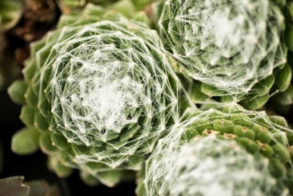 Picture of ARACHNOIDEUM SUCCULENT II