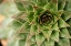 Picture of SEMPERVIVUM SUCCULENT I