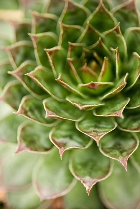 Picture of SEMPERVIVUM SUCCULENT III