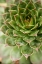 Picture of SEMPERVIVUM SUCCULENT III