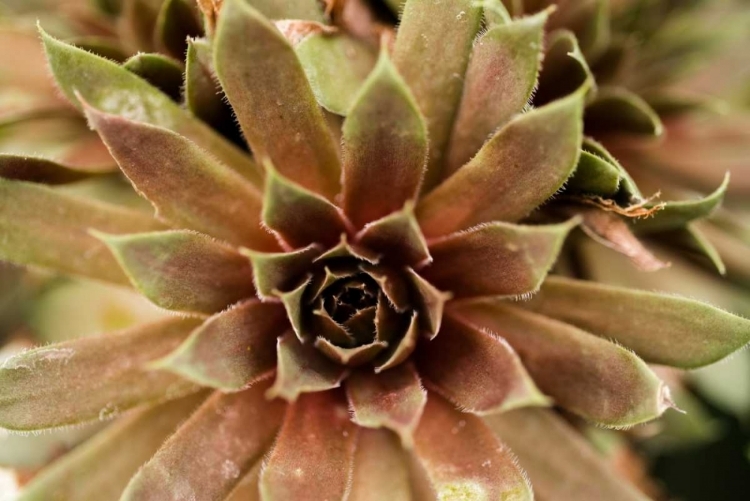 Picture of SEMPERVIVUM ROYAL RUBY