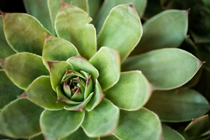 Picture of SEMPERVIVUM RUPICOLUM I