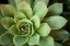 Picture of SEMPERVIVUM RUPICOLUM I