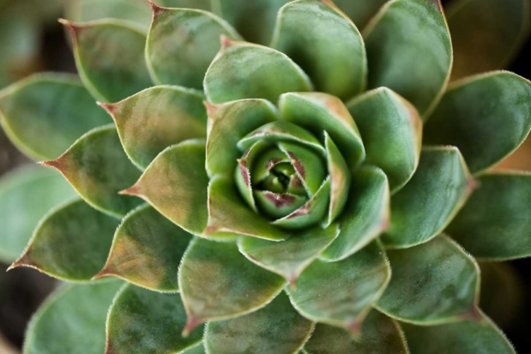 Picture of SEMPERVIVUM RUPICOLUM II