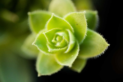 Picture of SUCCULENT BLOSSOM I