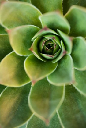 Picture of SEMPERVIVUM RUPICOLUM IV