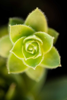 Picture of SUCCULENT BLOSSOM II