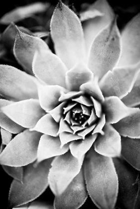 Picture of MONOCHROME SUCCULENT I