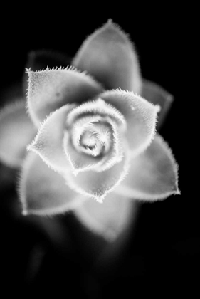 Picture of MONOCHROME SUCCULENT II