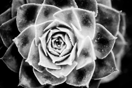 Picture of MONOCHROME SUCCULENT III