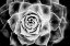 Picture of MONOCHROME SUCCULENT III