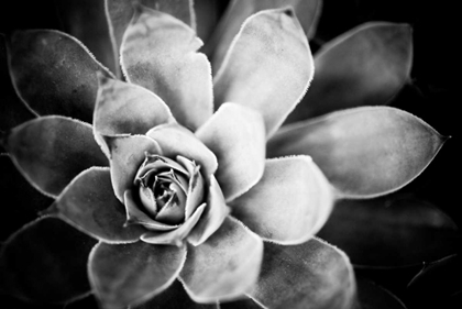 Picture of MONOCHROME SUCCULENT IV