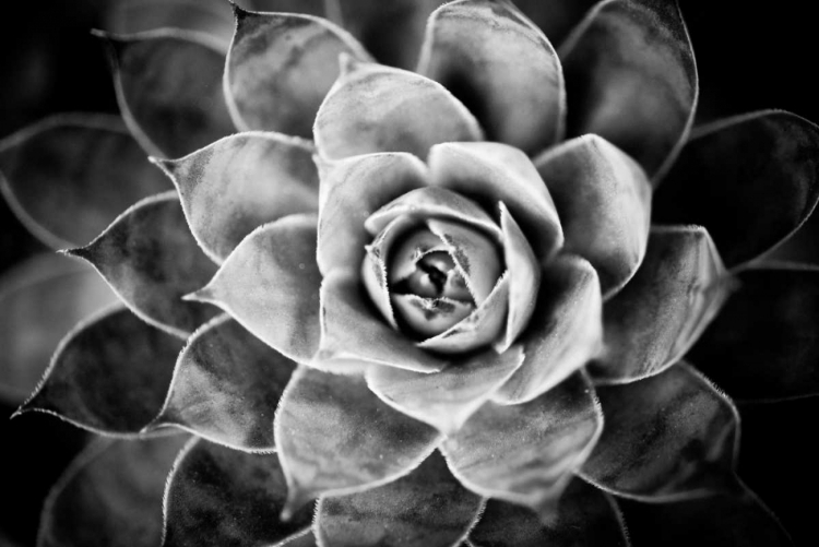 Picture of MONOCHROME SUCCULENT V