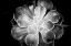 Picture of MONOCHROME SUCCULENT VI