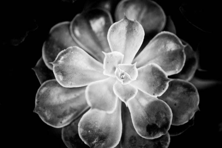 Picture of MONOCHROME SUCCULENT VI