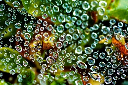 Picture of SPIDER WEB DEW I