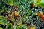 Picture of SPIDER WEB DEW I