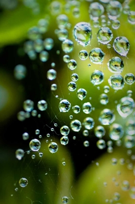 Picture of SUSPENDED DEW II