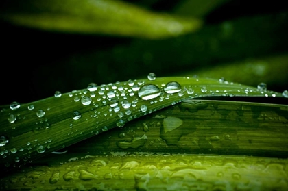 Picture of DEW ON GRASS