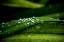 Picture of DEW ON GRASS