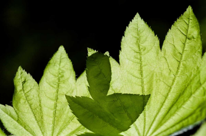 Picture of ILLUMINATED LEAVES