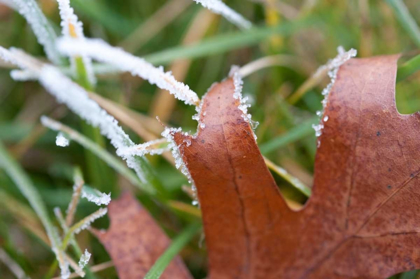 Picture of MORNING FROST I