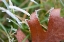 Picture of MORNING FROST I
