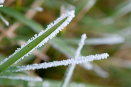 Picture of MORNING FROST II