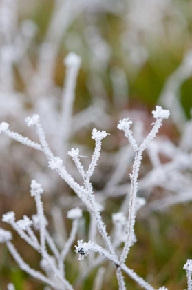 Picture of WINTER FROST I