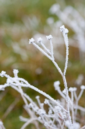 Picture of WINTER FROST II