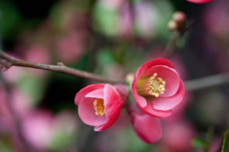 Picture of PINK BLOSSOMS