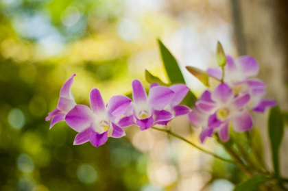 Picture of THAI ORCHIDS