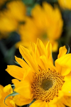 Picture of YELLOW SUNFLOWERS