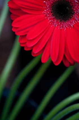 Picture of RED GERBERA DAISY