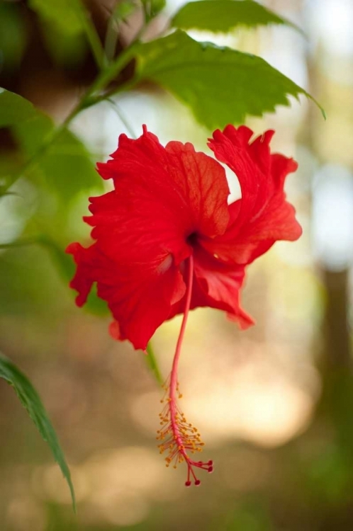 Picture of RED HIBISCUS