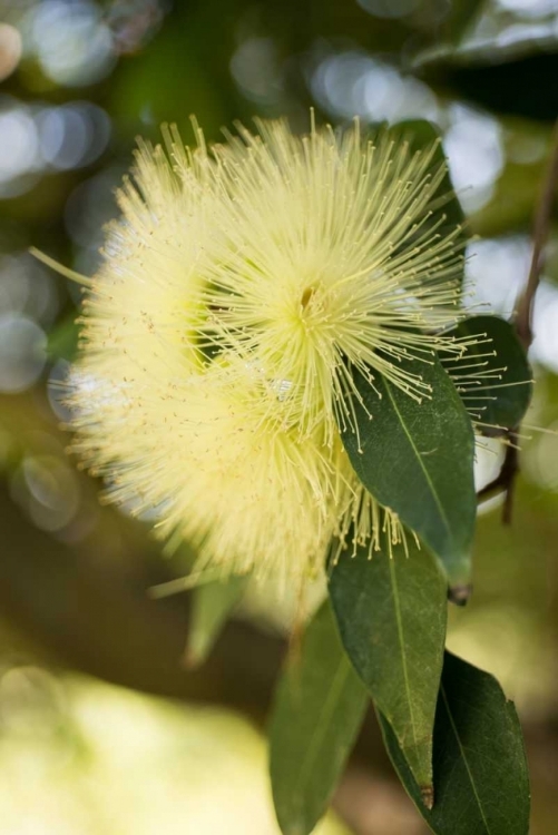 Picture of YELLOW BLOSSOM