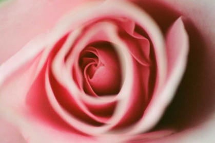 Picture of PINK ROSE