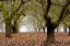 Picture of HAZEL TREE GROVE I
